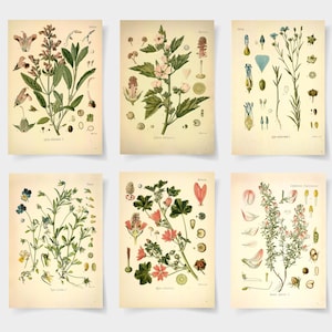 Impresiones botánicas Arte Giclée / Arte mural botánico vintage / Póster de plantas / Decoración inspirada en la naturaleza / Impresión de ilustración botánica