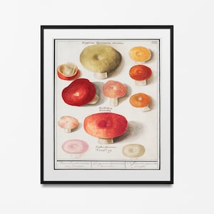 vintage Botanical Print Mushrooms Science 1909 - Kitchen Decor, Botanical Art, Larousse Prints, Mushroom Poster, Millot Poster