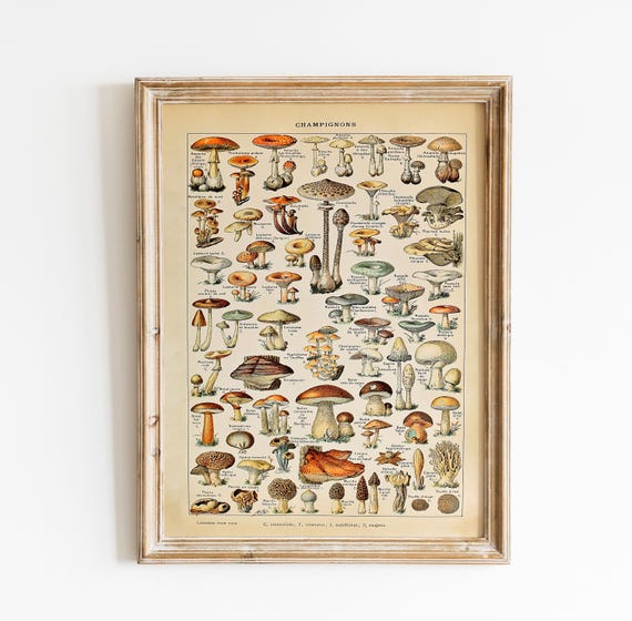 Vintage Mushroom Botanical Print - Adolphe Millot Poster