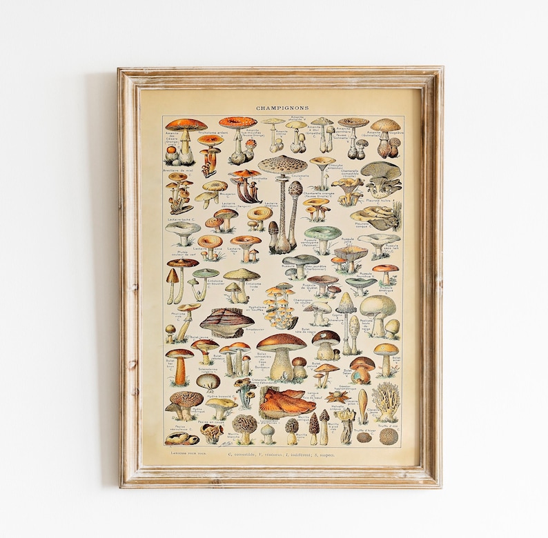 May include: Vintage botanical illustration of various mushrooms, labeled in French, with the title "CHAMPIGNONS" at the top. The illustration features a variety of mushroom species, including edible and poisonous varieties, with detailed drawings of their caps, stems, and gills.