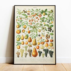 May include: Vintage botanical illustration of various fruits, including pears, grapes, oranges, and cherries. The print is in a black frame and features the word "FRUTTI" at the top.