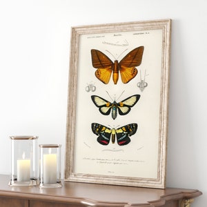 Vintage vlinderprint Adolphe Millot poster, vlinder muurkunst nachtvlinder studie print natuur muurkunst