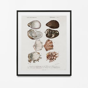 Seashell Art Prints, impresiones de conchas marinas, póster de concha, Pinturas de SeaShell, Decoración náutica de la pared del océano, Dibujos de conchas marinas, Póster victoriano