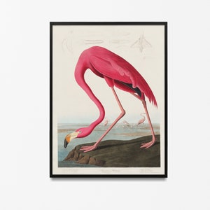 Flamingo Print by John James Audubon Flamingo Illustration Birds of America Wildlife Drawings Audubon Bird Print Nature Wall Art Bird Art