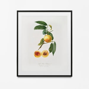 Vintage Peach Print, Fruit poster, Botanical Floral Wall Art Decor, Botanical Print, Fruit Print, Gift Idea, Vintage Poster, Gift for Mom