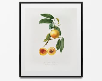 Impresión de melocotón vintage, cartel de fruta, decoración de arte de pared floral botánico, impresión botánica, impresión de frutas, idea de regalo, póster vintage, regalo para mamá