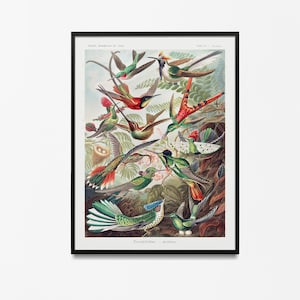 Cuadro de pared tropical vintage de colibrí pintado por Ernst Haeckel. El cuadro de pared de pájaros tropicales vintage es la mejor idea para un regalo económico.