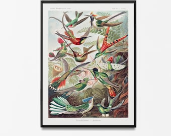 Hummingbird Vintage Tropical Wall Chart, Ernst Haeckel Bird Print