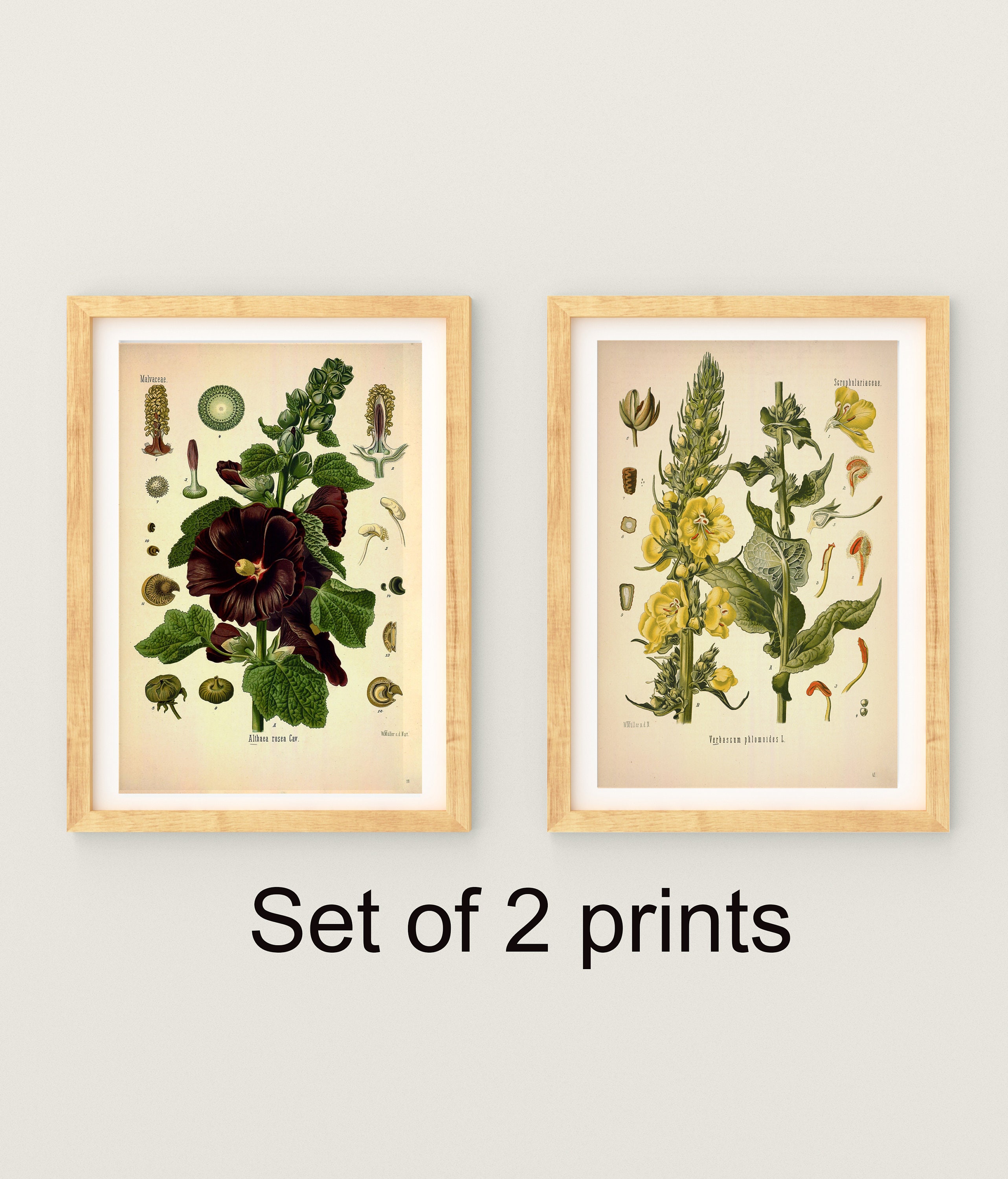 Botanical Poster Set of 2 Flowers Botanical Prints Etsy