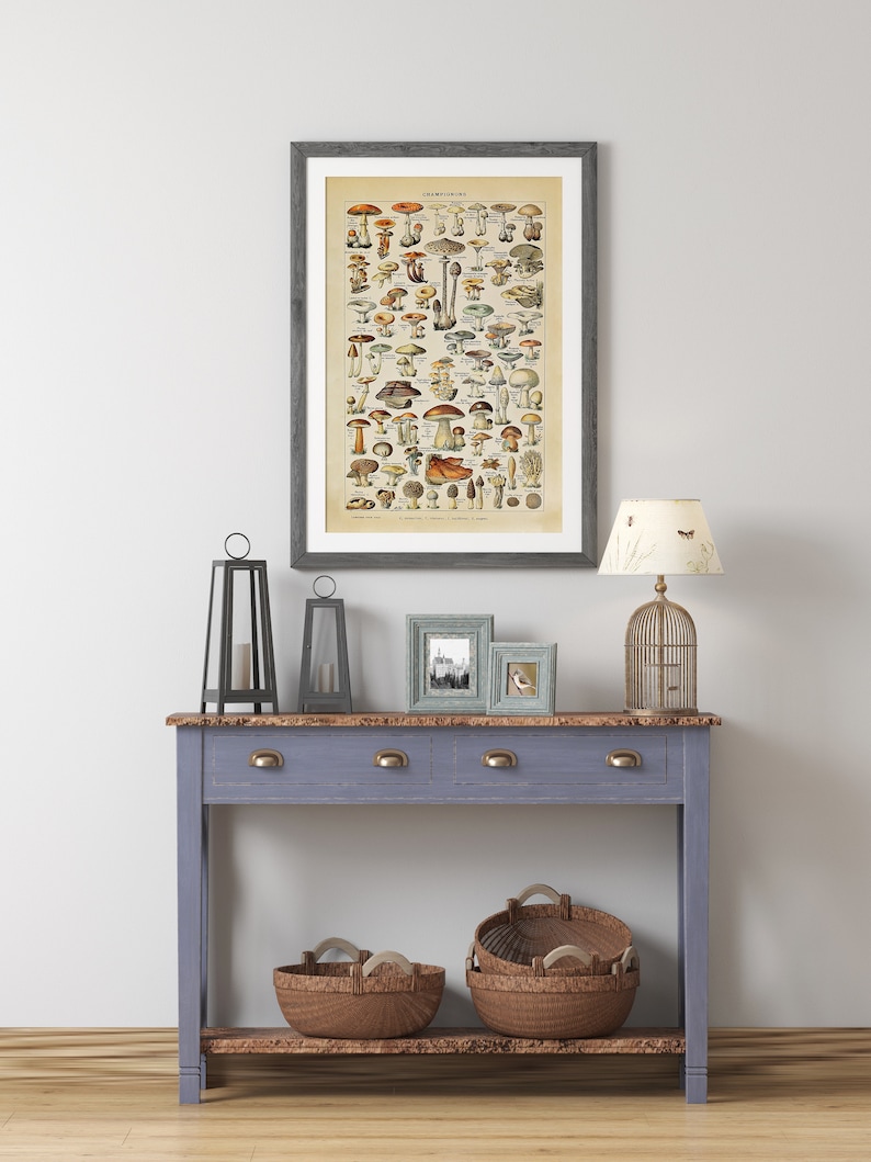 May include: A vintage illustration of various mushrooms printed on a poster with a gray frame hanging on a white wall above a console table with two drawers. The console table is painted a light blue color and has a wooden top. Two wicker baskets are on the bottom shelf of the table. There are three black candle lanterns and two framed pictures on the top of the table. A lamp with a white shade and a birdcage are on the table.