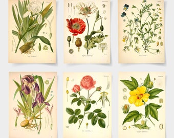 botanical print, Botanical poster set of 6 flowers, Botanical Prints Wildflower, botanical wall art,