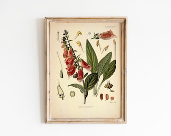 Vintage Botanical Print, Wildflower Garden Poster