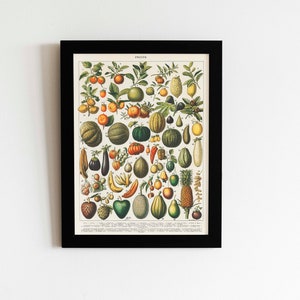 Adolphe Millot Botanical Prints, Fruits and Vegetables Poster Set image 2