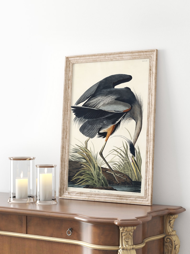 Great Blue Heron Print Audubon Poster Vintage Illustrations - Etsy