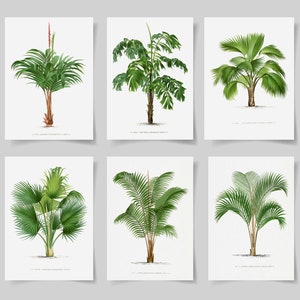 Botanical poster set of 6 palm trees, Botanical Prints Wildflower, Floral Wall Art, Vintage garden poster, floral art,