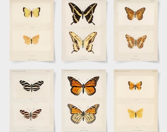 Vintage Butterfly Print Set of 6, Giclee Butterfly Art