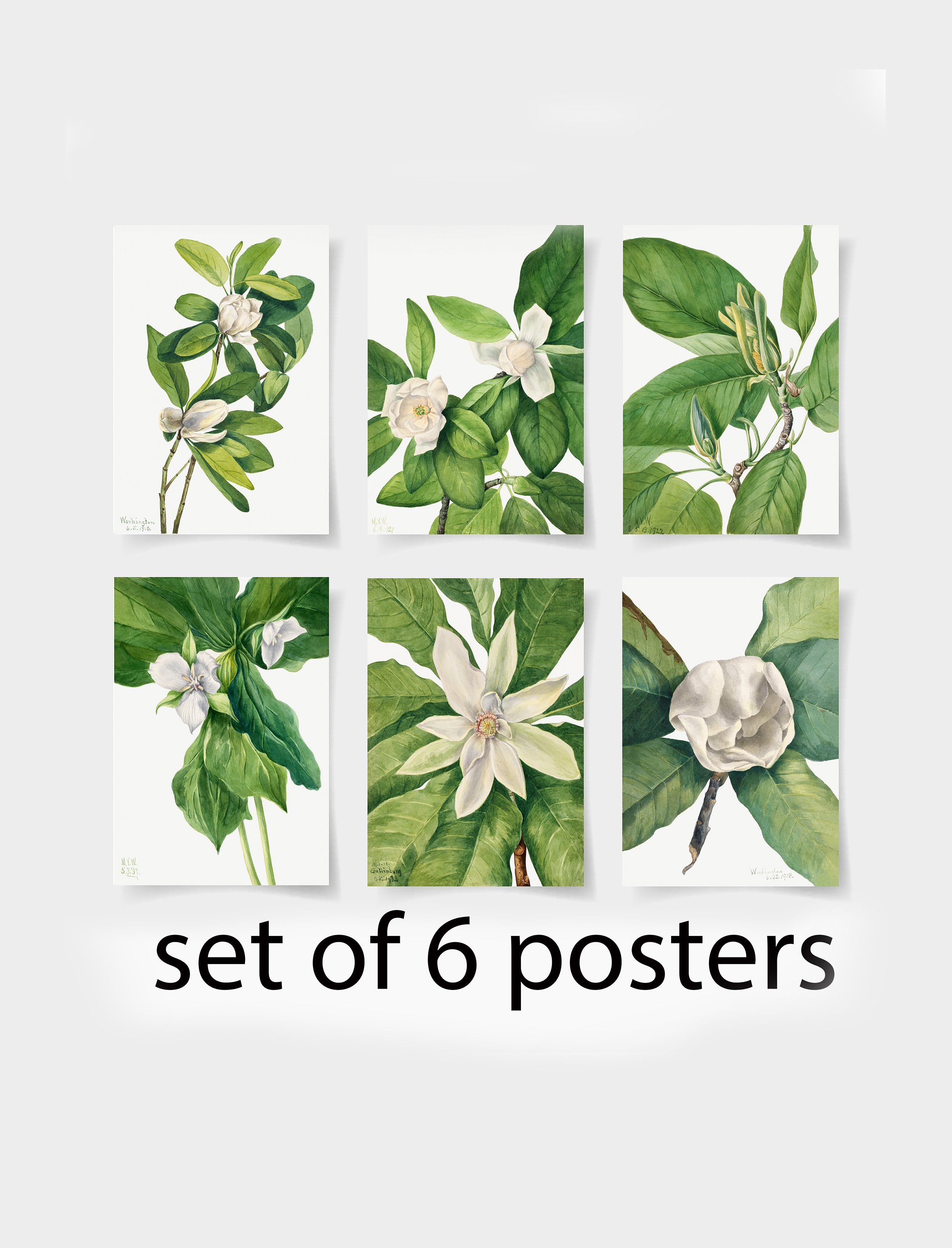 Botanical Magnolia Prints Set of 6, Vintage Floral Wall Art - Etsy