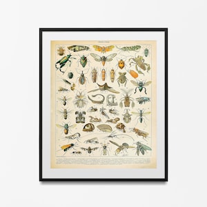 Vintage Science Print Insect geschilderd door Adolphe Millot, Larousse Insecten Grafiek Bugs Poster Home Decor beste cadeau idee