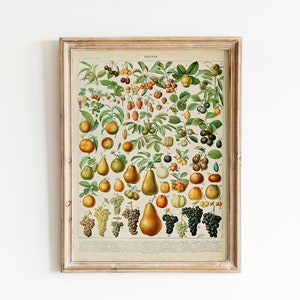 May include: A vintage botanical illustration of various fruits, including pears, grapes, and berries, framed in a light wood frame. The print features the word "FRUITS" at the top.