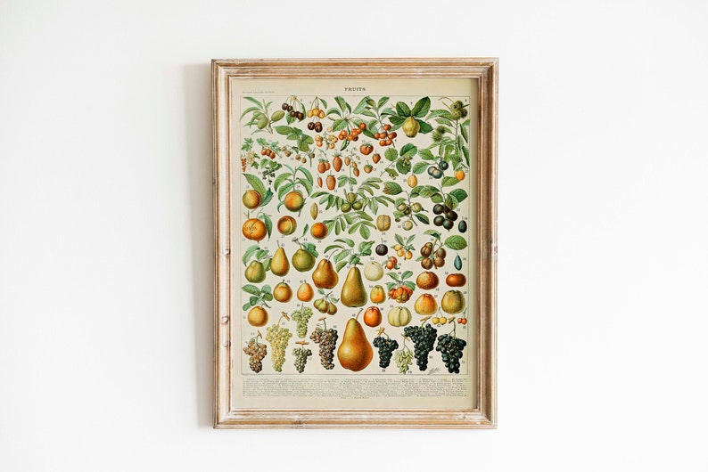 May include: A vintage botanical illustration of various fruits, including pears, grapes, and berries, framed in a light wood frame. The print features the word "FRUITS" at the top.