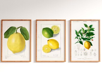 May include: Three framed botanical illustrations of lemons and limes. The first image shows a whole lemon with green leaves on a branch. The second image shows a lime, a lemon slice, and a whole lemon. The third image shows a branch of a lemon tree with a lemon on it, along with a detailed diagram of the lemon's anatomy.