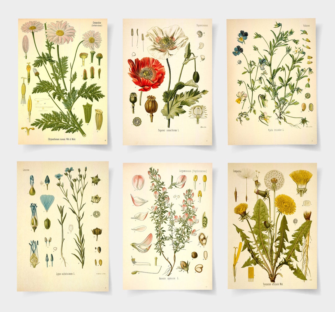 Botanical Print Botanical Poster Set of 6 Flowers Botanical - Etsy Denmark