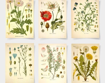 Blumen Druck, Botanisches Poster Set mit 6 Blumen, botanische Drucke Wildblumen, Blumen Wand Kunst, Vintage Garten Poster, Blumenkunst,