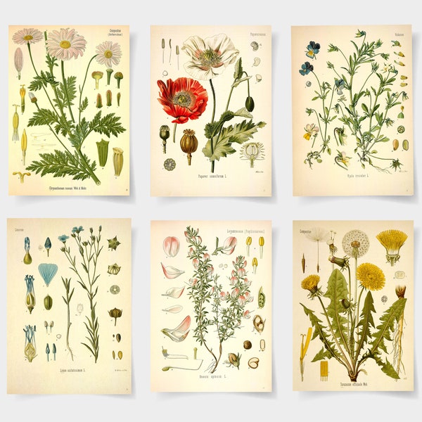 stampa botanica Set di poster botanici di 6 fiori, stampe botaniche fiori di campo, arte della parete floreale, poster da giardino vintage, arte floreale,