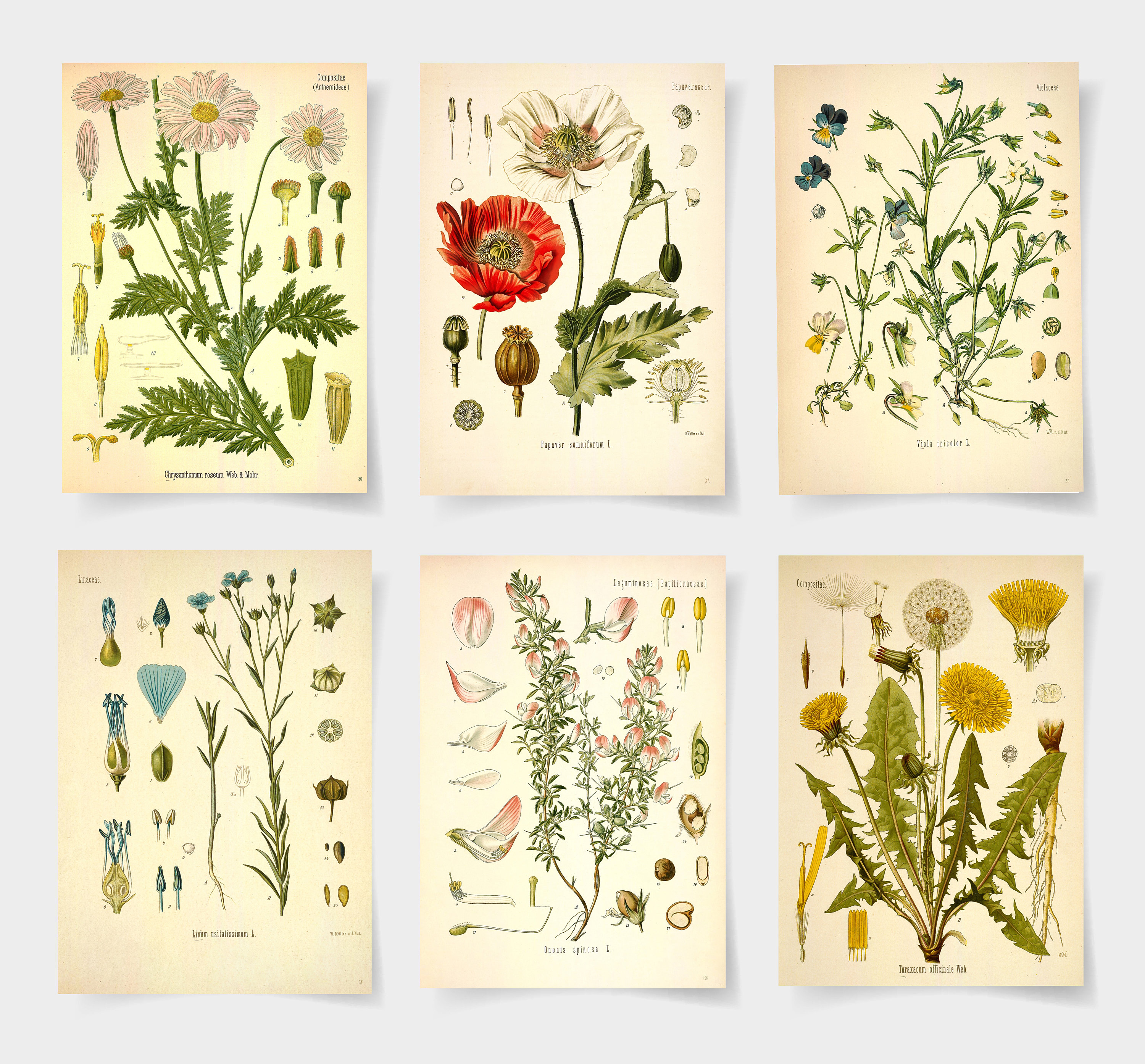 Poster Set of 6 Flowers Botanical Prints - Etsy Israel