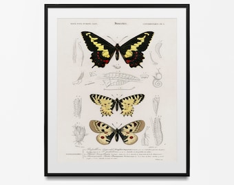 Vintage Butterfly Wall Art, Butterfly Art Prints, Butterfly Decor, Butterfly Wall Art, Rustic Butterfly Art, Farmhouse Art Prints, Butterfly