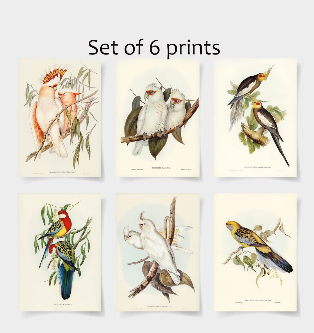 Vintage Audubon Bird Prints, Set of 6, Coastal Wall Art - Etsy