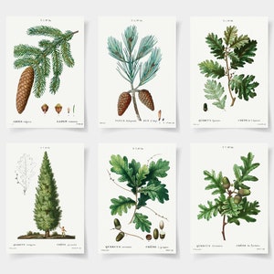 Baum Poster Set mit 6 Baumdrucken, Baumdruck, Baumidentifikationsplakat, Waldwandkunst,