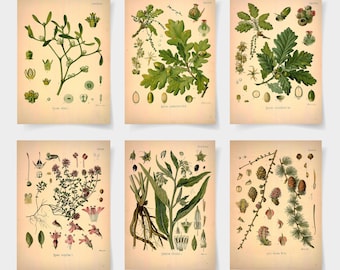 Puede incluir: Seis ilustraciones botánicas vintage de diferentes plantas, incluyendo muérdago, hojas de roble, tomillo y un tipo de helecho. Cada ilustración está etiquetada con el nombre científico de la planta y una descripción en latín.