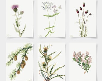 vintage Set di stampe botaniche di 6 poster botanici, Stampe botaniche Wildflower, Floral Wall Art, Poster da giardino vintage, arte floreale,