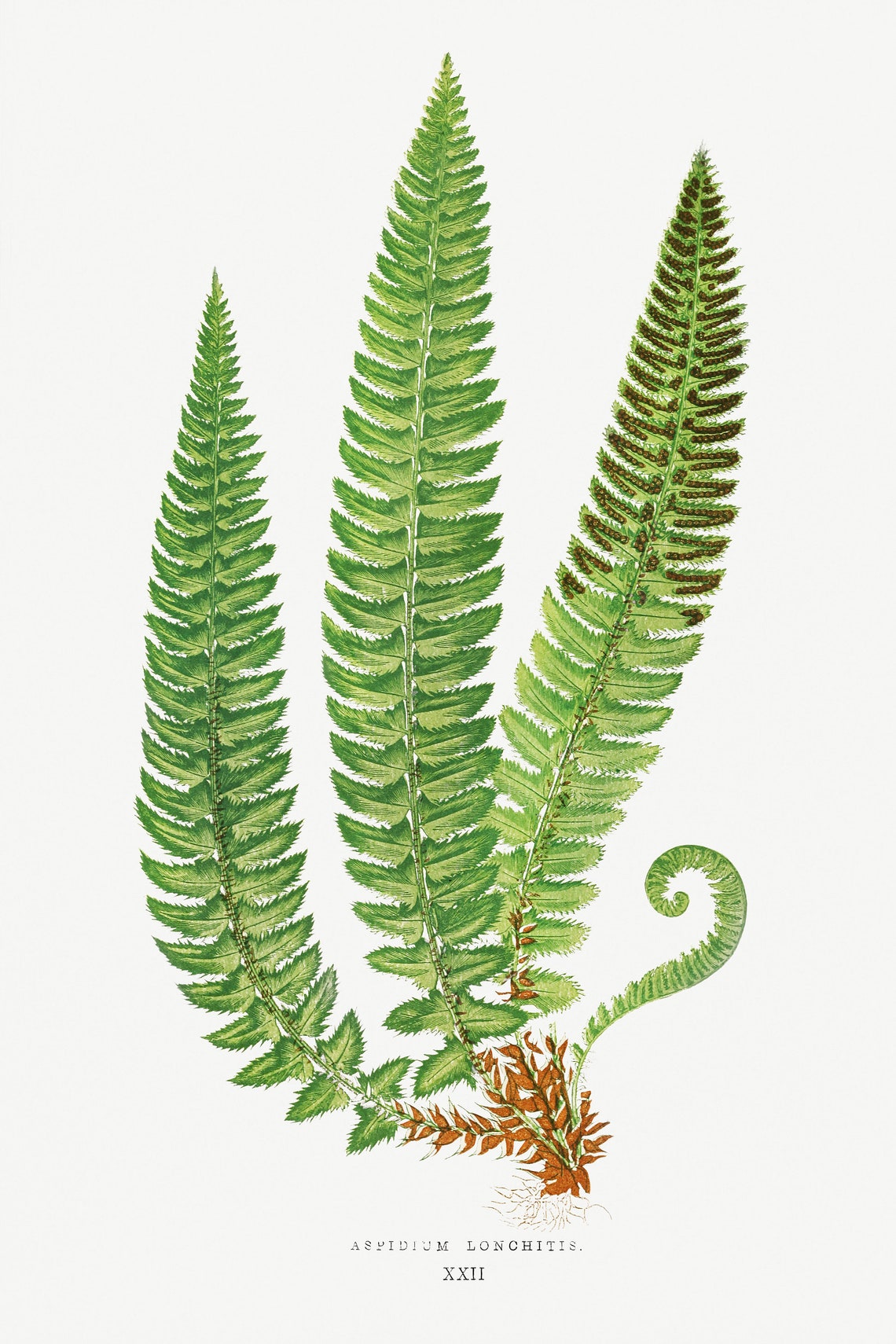 Botanische Wandkunst Farn Poster Farn Illustrationen Natur Etsy.de