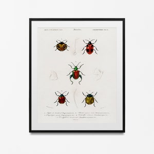Vintage Science Print Insect geschilderd door Adolphe Millot, Larousse Insecten Grafiek Bugs Poster Home Decor beste cadeau idee