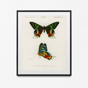 Colorful butterfly print, Moth poster, Vintage Butterfly print, Natural History Art, Butterfly Art Butterfly, Vintage Poster, dorm decor