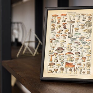 May include: A vintage framed illustration of various types of mushrooms, with the title "Champignons" at the top. The illustration is in a black frame and features detailed drawings of different mushroom varieties.