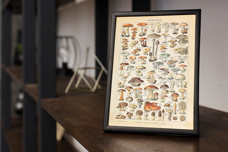 May include: A vintage framed illustration of various types of mushrooms, with the title "Champignons" at the top. The illustration is in a black frame and features detailed drawings of different mushroom varieties.