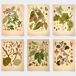 botanical print Botanical poster set of 6 flowers, Botanical Prints Wildflower, Floral Wall Art, Vintage garden poster, floral art,