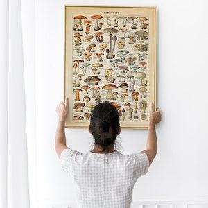 May include: A person hangs a vintage framed poster of a mushroom identification chart. The poster is titled "CHAMPIGNONS" and features illustrations of various types of mushrooms.