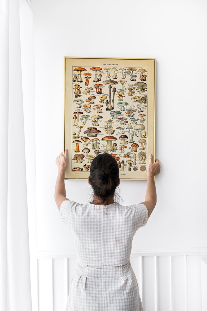 May include: A person hangs a vintage framed poster of a mushroom identification chart. The poster is titled "CHAMPIGNONS" and features illustrations of various types of mushrooms.