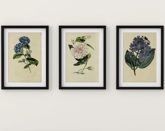 Vintage Floral Botanical Prints SET of 3, Giclee Wall Art