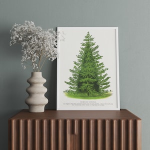 Wald Wand Kunst, Wand Baum Poster, Baum 3er-Set Drucke, Baumarten Wandkunst, Bäume Druck Vintage, Bäume Poster, Botanische Kunst,