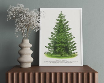 Vintage Tree Print Set, Botanical Forest Wall Art