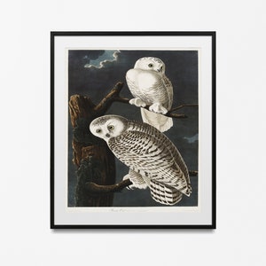 Audubon Bird Print, White Snowy Owls Audubon Print, Adecuado para enmarcar, Arte botánico de aves, Gallery Wall Art, Audubon Bird Posters, Búho