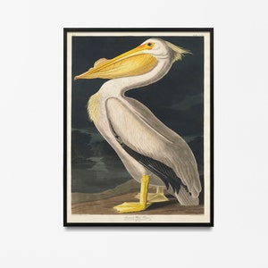Illustration Sea Bird Vintage Audubon American Pelican, Bird Print Giclee Art Print