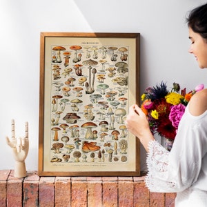 May include: A vintage framed poster with a colorful illustration of different types of mushrooms. The poster is titled "CHAMPIGNONS" and features the scientific names of each mushroom.