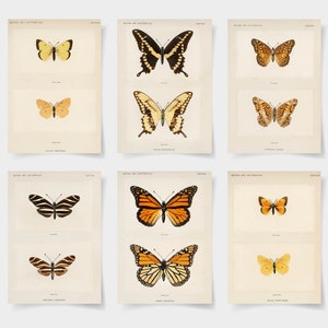 butterfly print set of 6 prints, butterfly poster set of 6, vintage butterfly print, butterfly art, butterfly art print, butterfly prints,