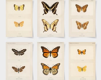 Vintage Butterfly Prints, Set of 6 Giclee Posters